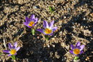 vignette Crocus sieberi 'Sublimis'