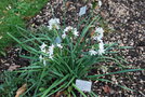 vignette Narcissus sp.