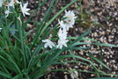 vignette Narcissus sp.