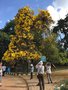 vignette Bangalore - Jardin botanique - Tabebuia argentia