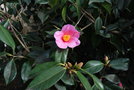 vignette Camellia japonica 'Magali'   (Roger Sander, B 1914)