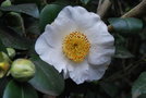 vignette Camellia japonica 'White Swan'   (GB 1930)