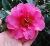 vignette Camellia x williamsii 'Elegant Beauty'   (Jury, NZ 1962)