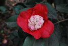 vignette Camellia japonica 'Kumagai' (Japon 1941)