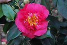 vignette Camellia japonica 'R.L. Wheeler'   (USA 1948)