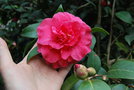 vignette Camellia japonica 'Rose Parade'   (USA 1969)