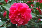 vignette Camellia japonica 'Rose Parade'   (USA 1969)