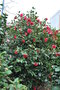 vignette Camellia japonica 'Rose Parade'   (USA 1969)