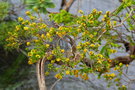 vignette Cloezia buxifolia