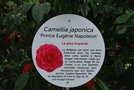 vignette Camellia japonica 'Prince Eugne Napolon'   (Mr de Coster, B 1859)
