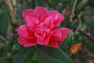 vignette Camellia japonica 'Tama Bambino'   (Nuccio Nurseries USA 1993)