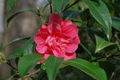 vignette Camellia japonica 'Tama Bambino'   (Nuccio Nurseries USA 1993)