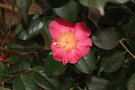 vignette Camellia japonica 'Jitsugetsusei'