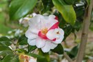 vignette Camellia japonica 'Lady Vansittart'