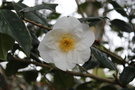 vignette Camellia japonica 'Madame Lourmand'