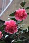 vignette Camellia japonica 'Rigel'