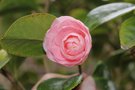 vignette Camellia japonica ssp. rusticana 'Otome'