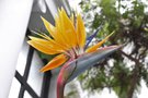 vignette Strelitzia reginae