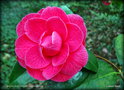 vignette Camélia ' PAOLINA GUICHARDINI ' camellia japonica