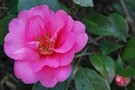 vignette Camellia japonica 'Impratrice Josphine'   (Thoby F)