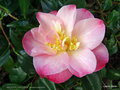 vignette Camélia ' NUCCIO'S CAROUSEL ' camellia japonica