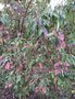 vignette Cornus capitata - Cornouiller porte fraise (dgats gel hiver 2017)