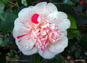 vignette Camélia ' MODERN ART ' camellia japonica