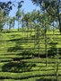 vignette Paysage  Pirmed - Les plantations de Th - Camellia sinensis