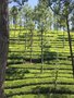 vignette Paysage  Pirmed - Les plantations de Th - Camellia sinensis
