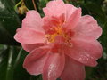 vignette camellia 'Tiny Bell'