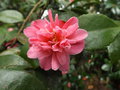 vignette Camellia 'Fragant pink'