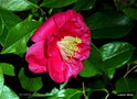vignette Camélia ' RED ENSIGN ' camellia japonica Origine : Australie ,1955