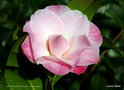 vignette Camélia ' BUTTONS'N BOWS ' camellia hybride williamsii