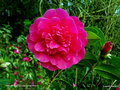 vignette Camélia ' ANTICIPATION ' camellia hybride williamsii
