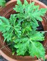vignette Geranium reuteri = Geranium canariense - Herbe  Robert gante