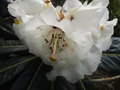 vignette Rhododendron Macabeanum