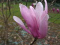 vignette Magnolia liliflora 'Susan'