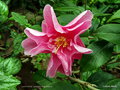 vignette Camélia ' LUCKY STAR ' camellia hybride williamsii