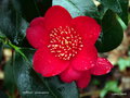 vignette Camélia ' KIMBERLEY ' camellia japonica
