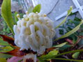 vignette Telopea shady lady white en cours de floraison au 08 05 17