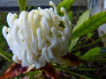 vignette Telopea shady lady white en cours de floraison autre vue au 11 05 17