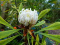 vignette Telopea shady lady white en cours de floraison autre vue au 14 05 17