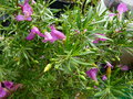 vignette Eremophila maculata (alternifolia X maculata wildberry) gros plan au 17 03 18