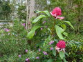 vignette Eremophila maculata (alternifolia X maculata wildberry) bien accompagnée au 24 03 18