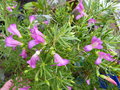 vignette Eremophila maculata (alternifolia X maculata wildberry) gros plan au 24 03 18