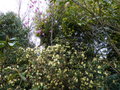 vignette Rhododendron lutescens en bonne compagnie au 03 04 18