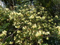 vignette Rhododendron lutescens trs color au 17 03 18