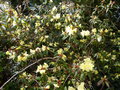 vignette Rhododendron lutescens très fleuri gros plan au 12 03 18