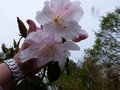vignette Rhododendron loderi King Georges gros plan des énormes fleurons parfumés au 12 04 18