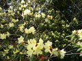vignette Rhododendron lutescens gros plan au 14 03 18 04 18